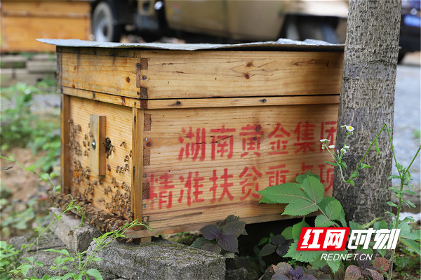 石堰村的事,再小也是湖南黄金惦记的事 石堰村的事,再小也是湖南黄金惦记的事
